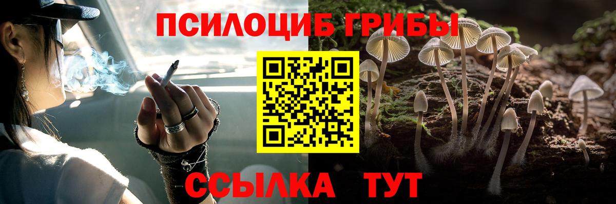 Галлюциногенные грибы Psilocybe Пенза
